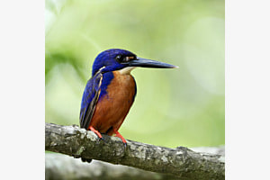 Azur Eisvogel Azur Eisvogel