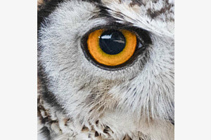 Gelber Blick 
