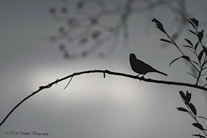Geheimnisvolle Silhouette 