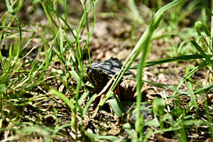 Kleine Schildkröte auf grossem Weg 