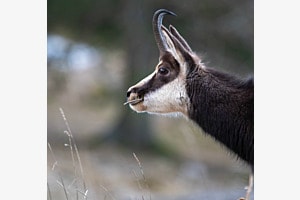 Jeune chamois Jeune chamois