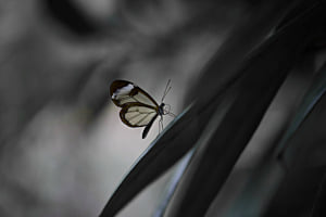 Glasflügelfalter (Greta oto (Hewitson, 1854), Nymphalidae)