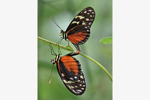 Paarung des Goldenen Passionsblumenfalters (Goldener Hekale) (Heliconius hecale (Fabricius, 1776) Nymphalidae)