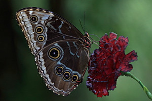 Blauer Morphofalter (Himmelsfalter) (Morpho peleides (Kollar, 1850), Nymphalidae)
