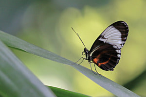 Blauer Passionsblumenfalter (Heliconius cydno (Doubleday,  1847), Nymphalidae)