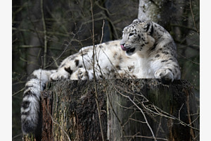 Katze