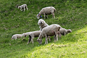 Hütehund