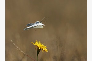Flug über`s Stoppelfeld