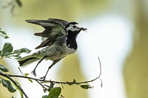 Bachstelze