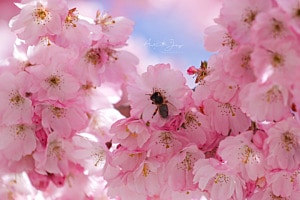 CherryBlossom