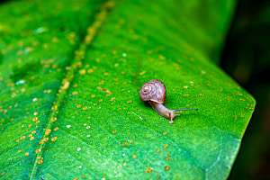 Schnecke Schnecke
