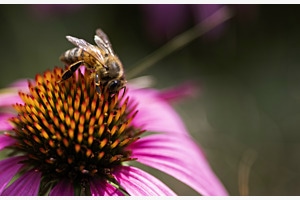 Bee on a Blossom Bee on a Blossom