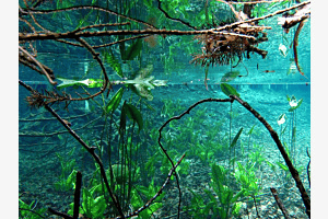 Frühling im See