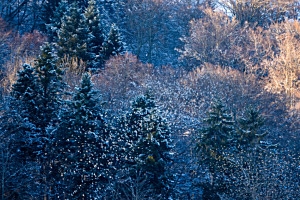 Bergfinkenwald Bergfinkenwald