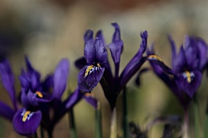 Kleine Netzblatt-Schwertlilie "Harmony"