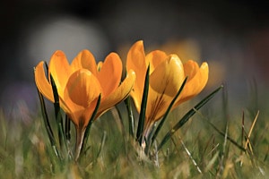 Gold-Krokus "Golden Yellow"