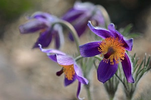 Gewöhnliche Kuhschelle (Pulsatilla vulgaris Mill., Ranunculaceae)