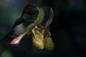 Frauenschuh (Venusschuh) (Phragmipedium lindleyanum (M.R.Schomb. ex Lindl.) Rolfe, Orchidaceae)