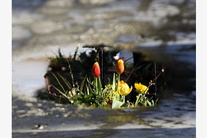 Frühlingsblumen auf Asphalt
