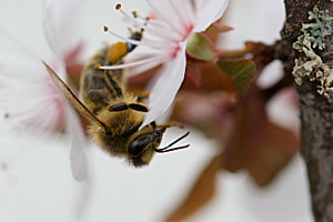 Biene im Blütenzauber