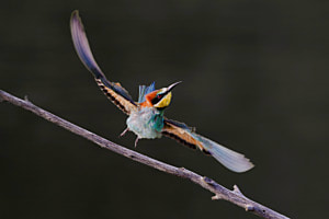 Abflug Bienenfresser