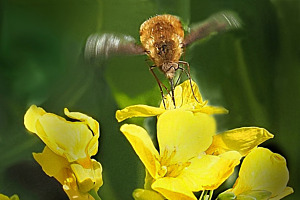 Bienenstich