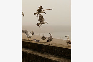 Birds Birds