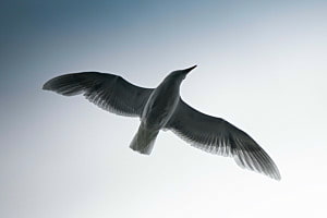Birdspectiv