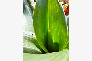 Blattrosette von Purpurorchis