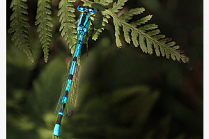 Blaue Libelle