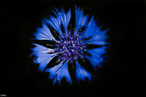 Bleuet