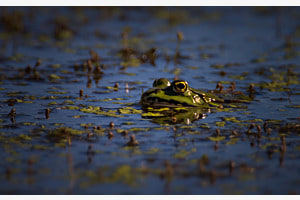 Blick aus dem Teich