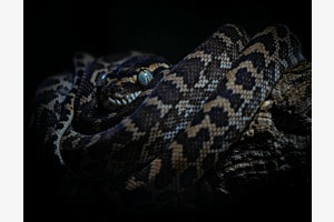 Blue Eyes