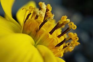 Blume 