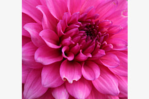 Blume