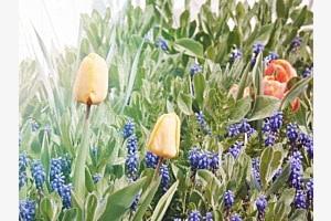 Blumenwiese