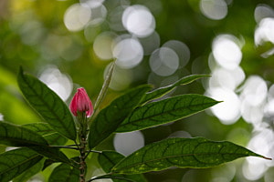 Blume mit Bokeh Blume mit Bokeh