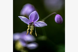 Thalictrum Thalictrum