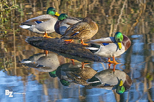 Stockenten