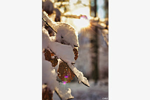 Branches d'hiver