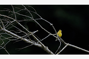 Bruant jaune