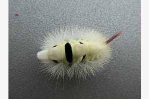 Buchen_Streckfussraupe
