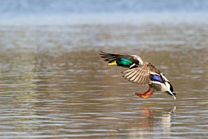 Stockente