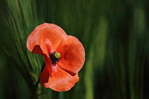 Klatschmohn (Mohnblume, Klatschrose) (Papaver rhoeas L., Papaveraceae) vor grünem Getreidefeld