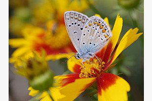 Schmetterling im Garten