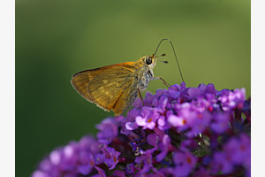 Schmetterling am Flieder