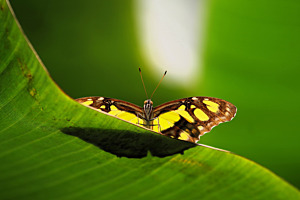 Schmetterling im Papiliorama