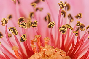 close up