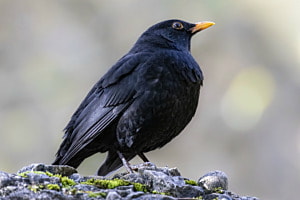 Amsel Amsel