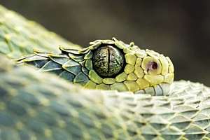 Green Bush Viper